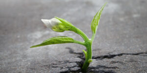 sprout breaking through pavement starting MEXT application process